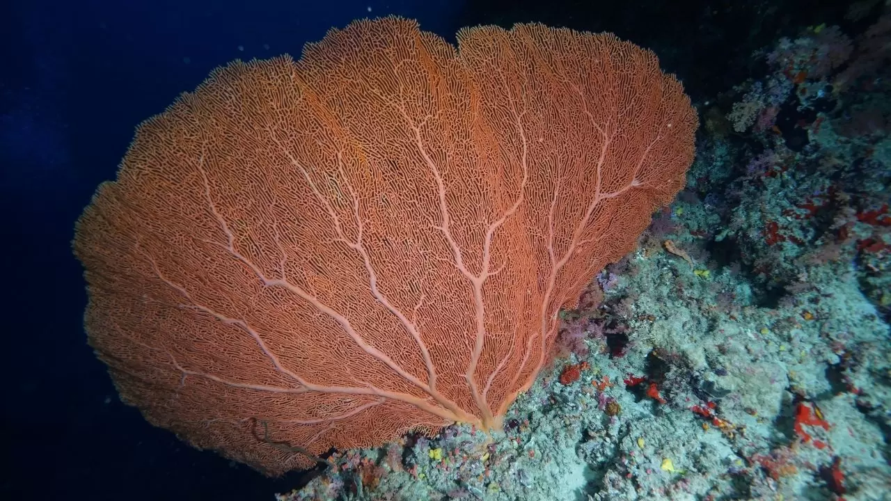 Mercan resifleri sıcaklıklar nedeniyle beyazlaşıyor! 5