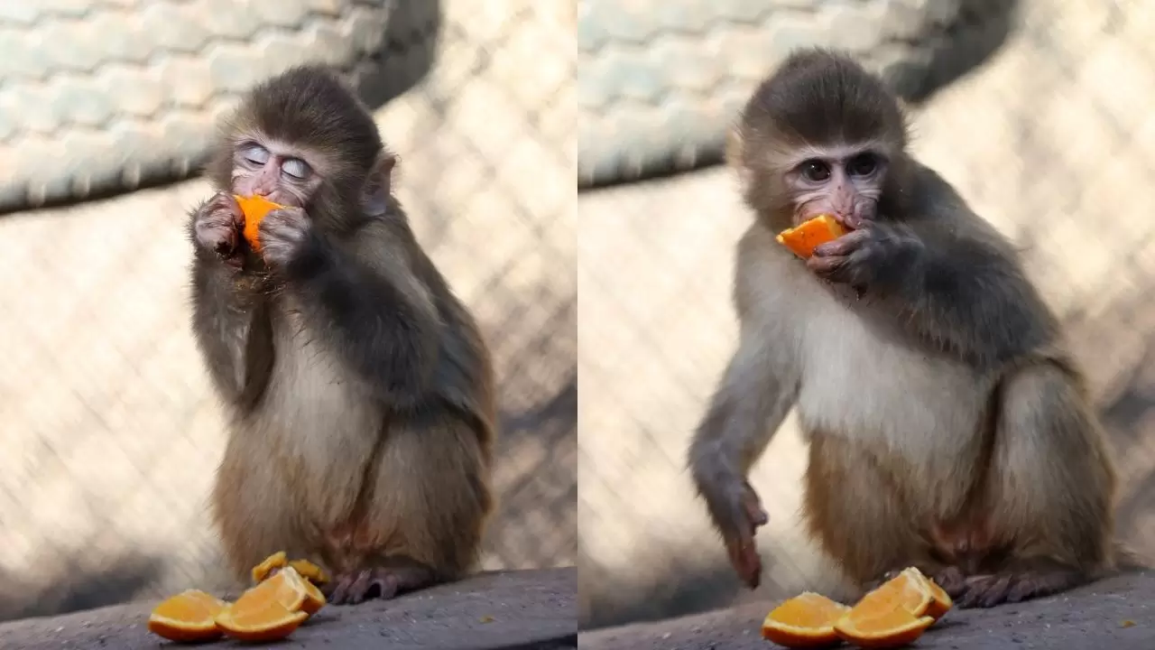 Yavru maymun "Portakal" koruma altında 4