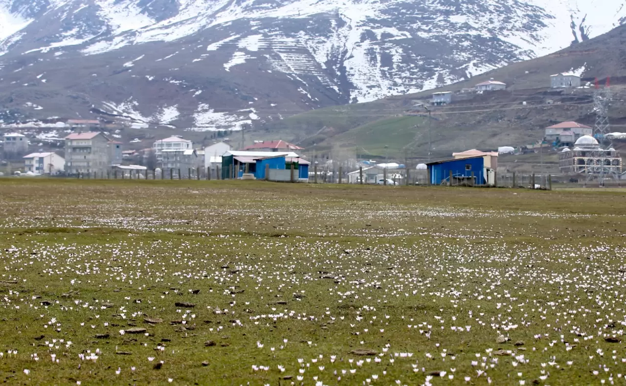 Muş Ovası’nda renk cümbüşü başladı! Baharın ilk müjdesi yüzünü gösterdi 1