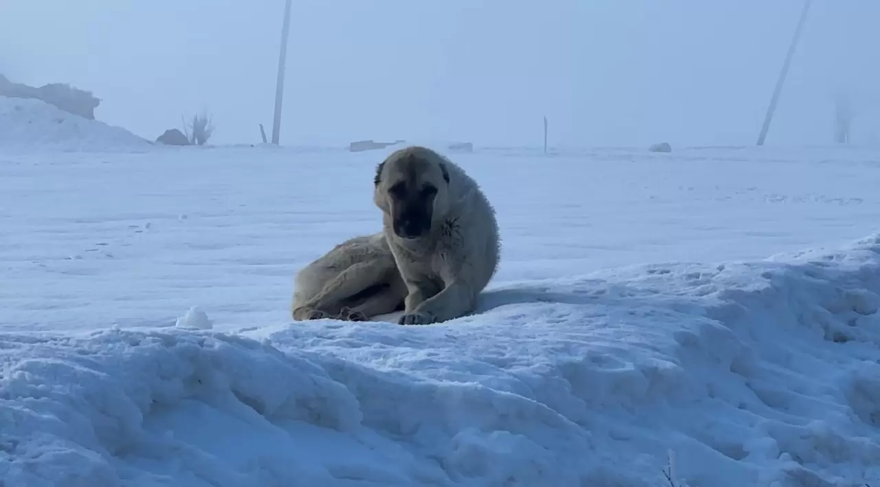 Ekipler ahır ahır gezip aşılama yapıyor! 9