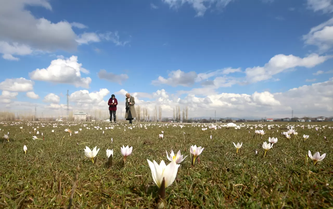 Muş Ovası’nda renk cümbüşü başladı! Baharın ilk müjdesi yüzünü gösterdi 4