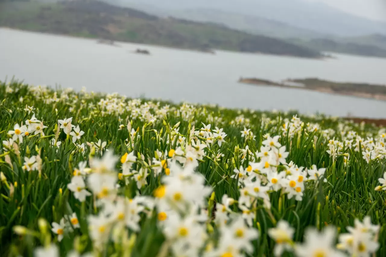 Mart'ta açan nergisler, Üçkaya Köyü'nde ziyaretçi akınına neden oldu 1