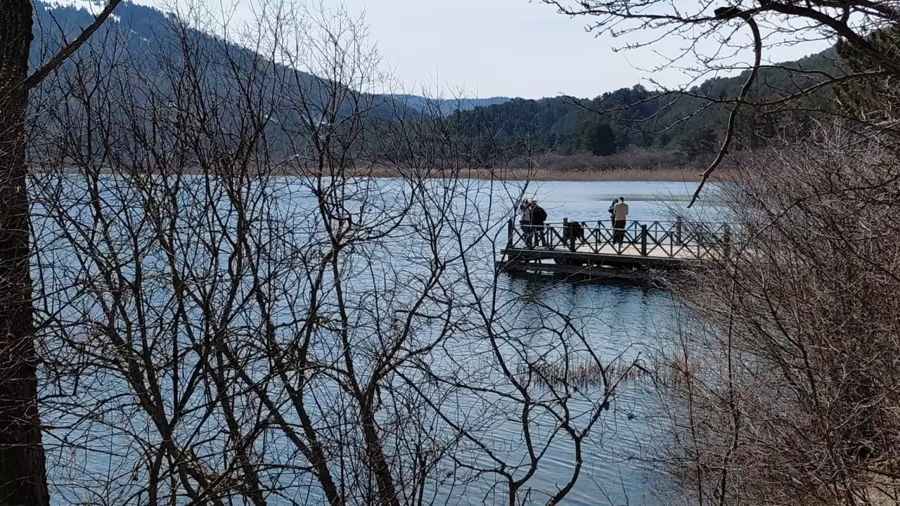 Abant Gölü'nde bahar müjdecisi çiğdem çiçekleri açtı! Doğa uyanıyor 6