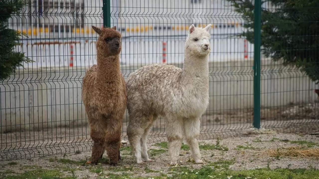 İpsala’da gümrük memurlarını bile şoke eden manzara! 2