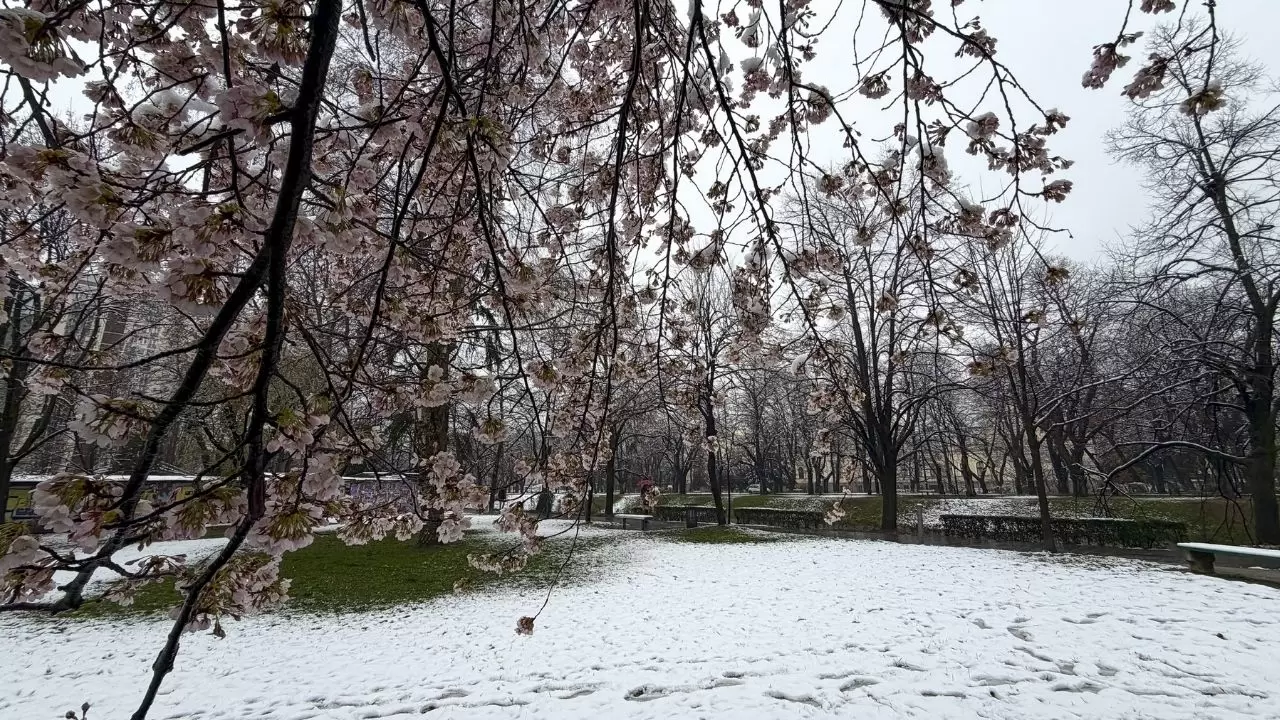 Çiçek açan ağaçlar beyaz örtüyle kaplandı! 2