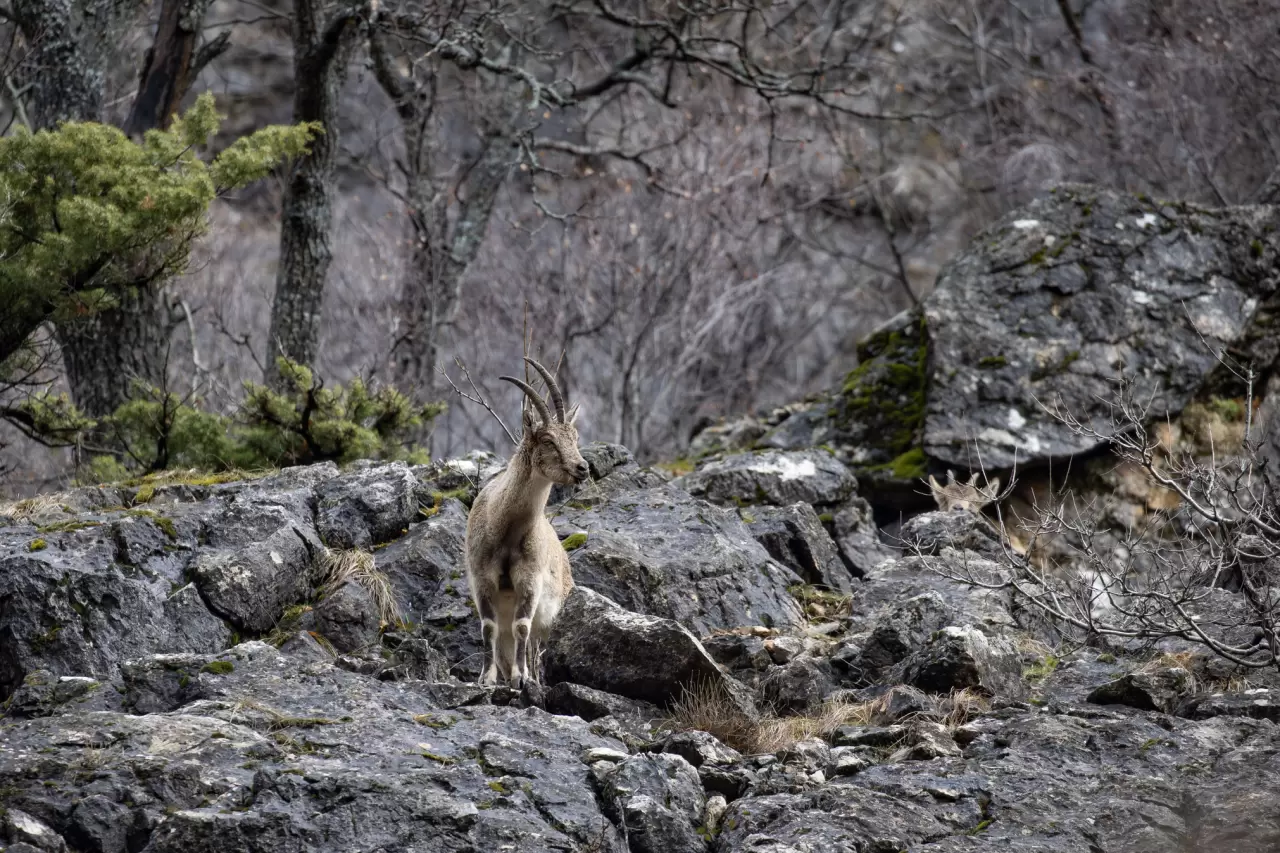 Munzur Vadisi'nde bahar hareketliliği: Yaban keçileri ve bozayılar gözlemlendi! 5