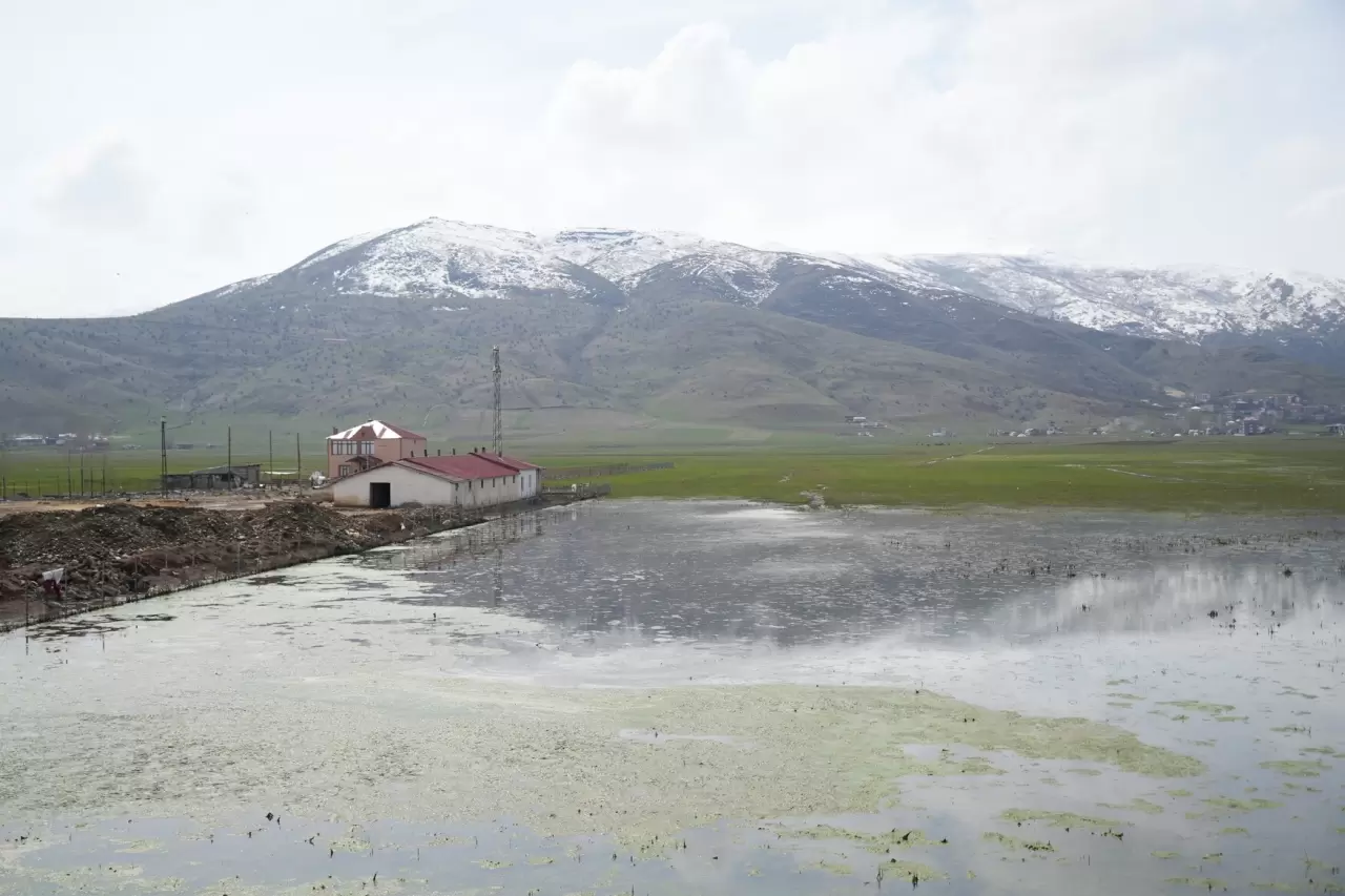 Eriyen kar suları Muş'ta tarım alanlarını tehdit ediyor 4