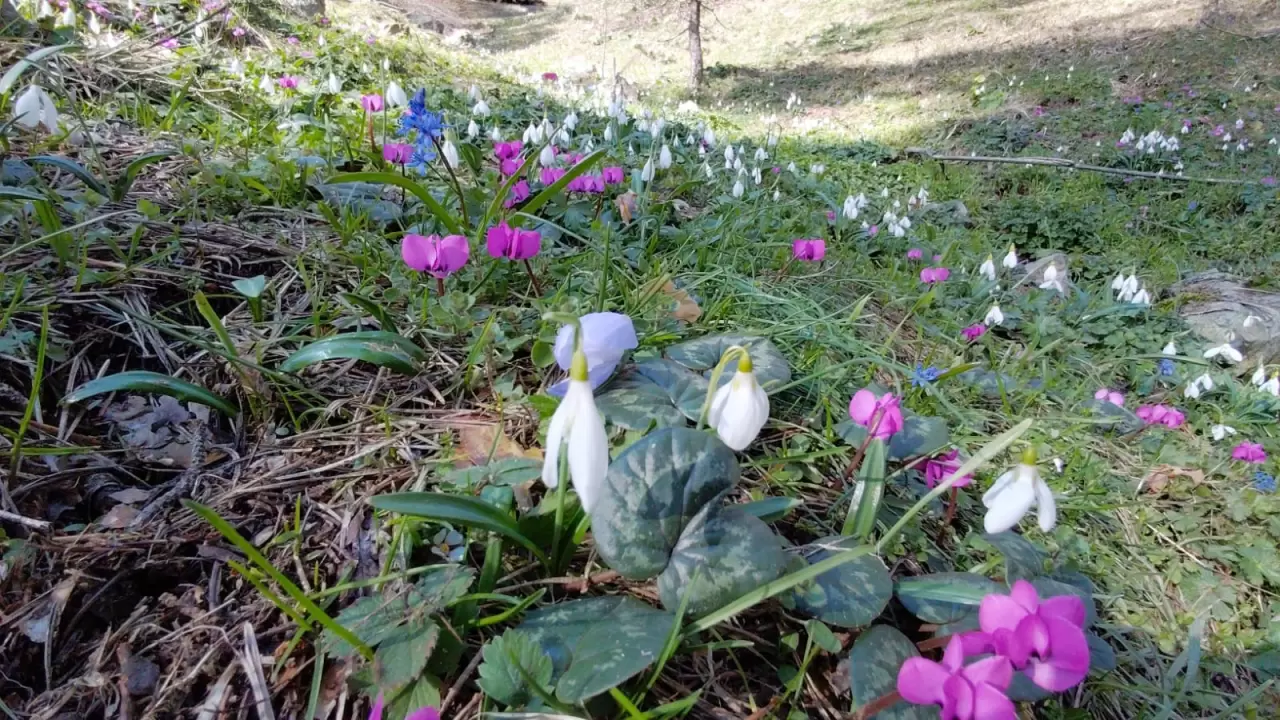 Abant Gölü'nde bahar müjdecisi çiğdem çiçekleri açtı! Doğa uyanıyor 3