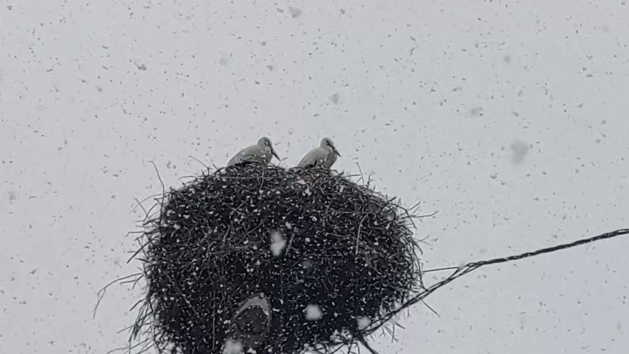 Baharın habercisi leylekler, Bingöl'de kar sürpriziyle karşılaştı! 1