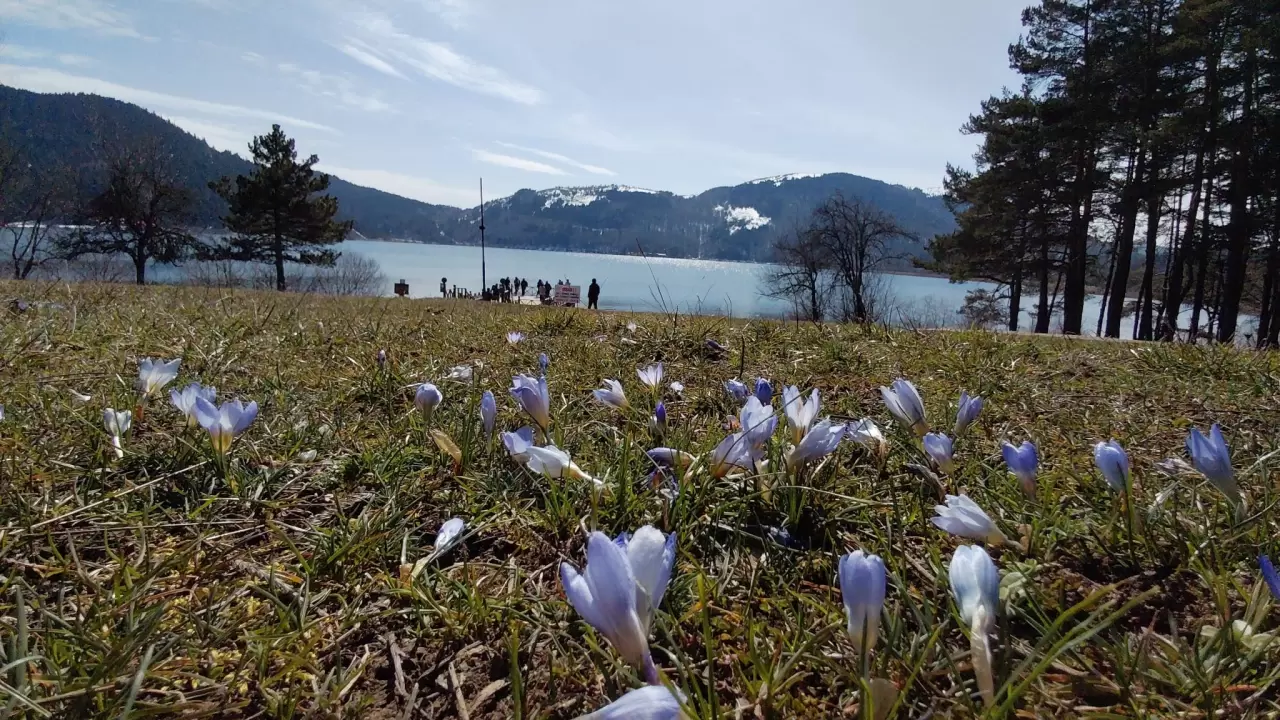 Abant Gölü'nde bahar müjdecisi çiğdem çiçekleri açtı! Doğa uyanıyor 7