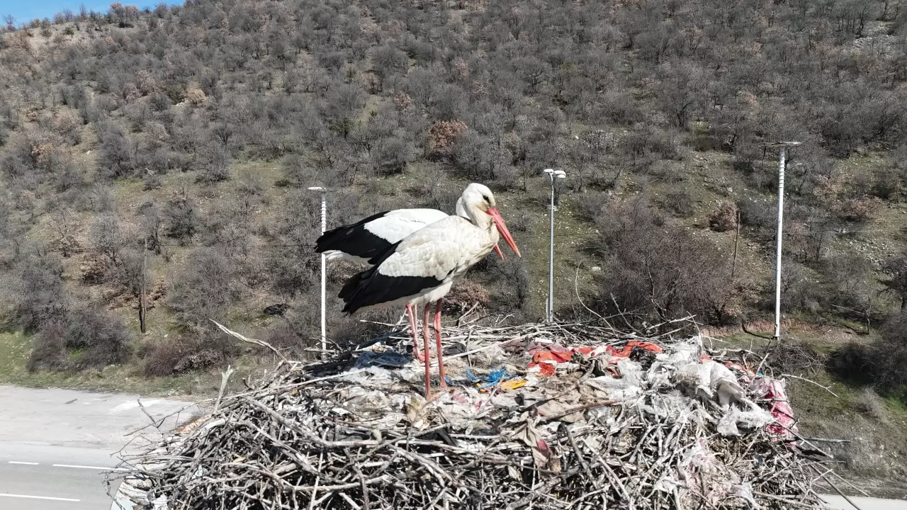 Baharın müjdecisi leylekler, uzun göç yolculuğunun ardından Kızılcahamam'da 1
