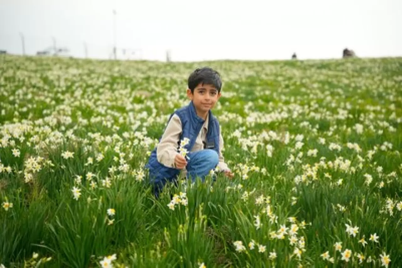 Mart'ta açan nergisler, Üçkaya Köyü'nde ziyaretçi akınına neden oldu 2