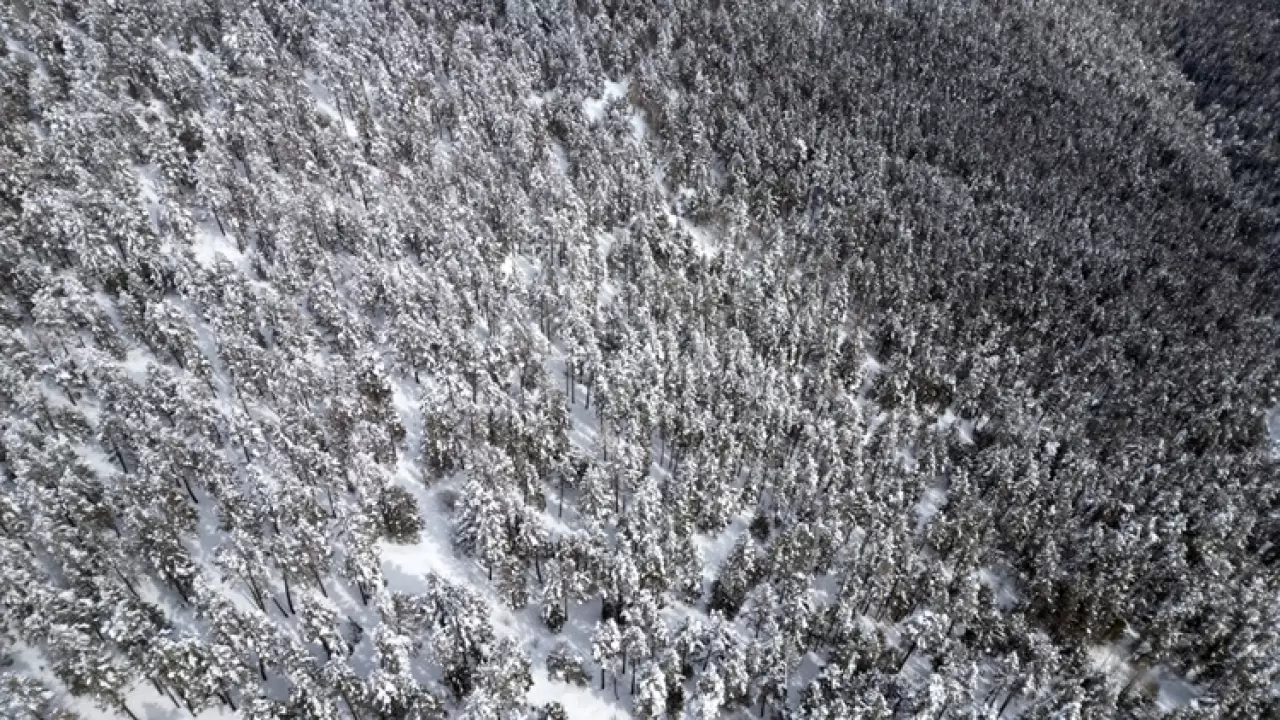 Kars'ta büyüleyen manzara! Sarıçam ormanları beyaza büründü 2