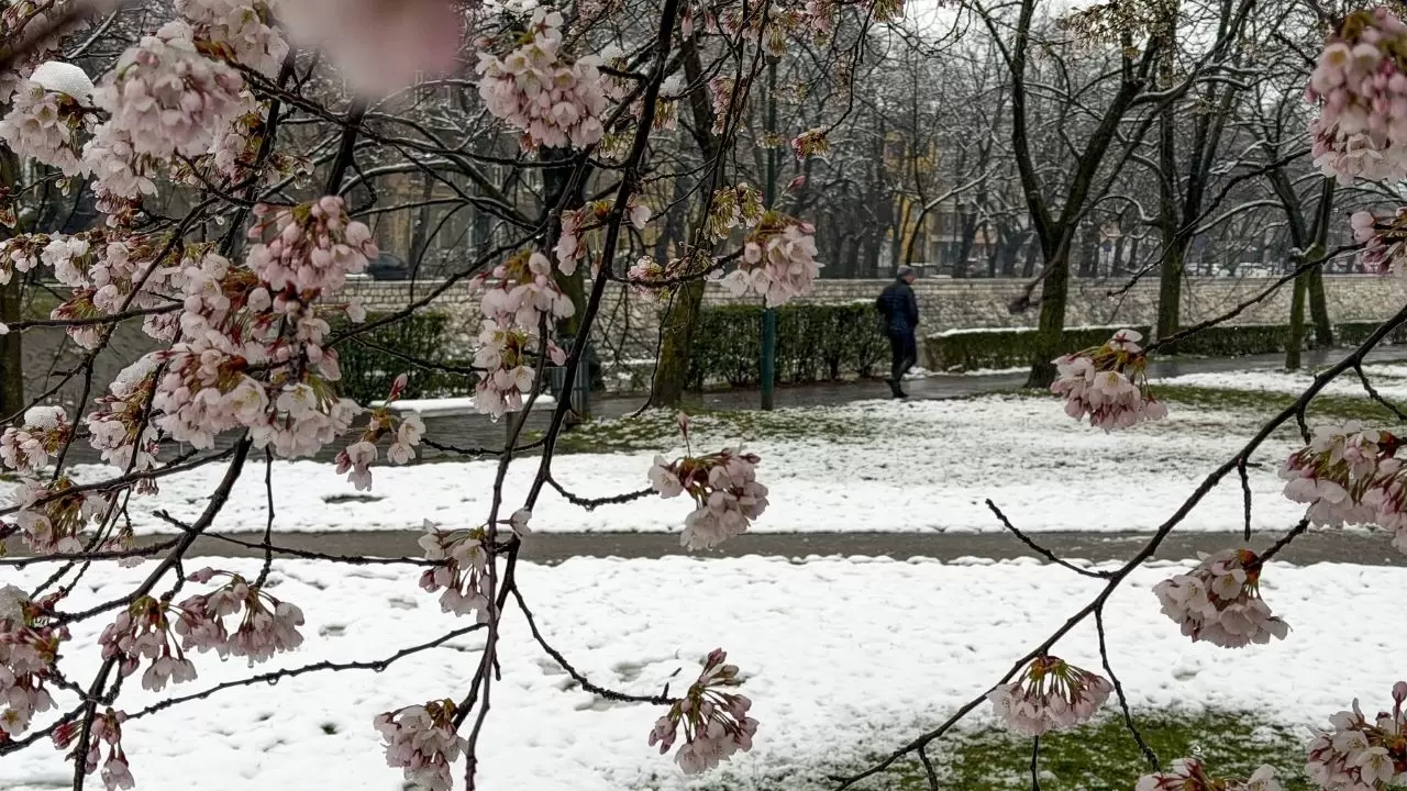 Çiçek açan ağaçlar beyaz örtüyle kaplandı! 7