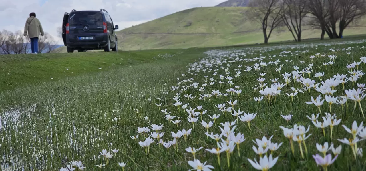 Muş Ovası'ndaki çiğdemler renk cümbüşüyle göz kamaştırıyor 3