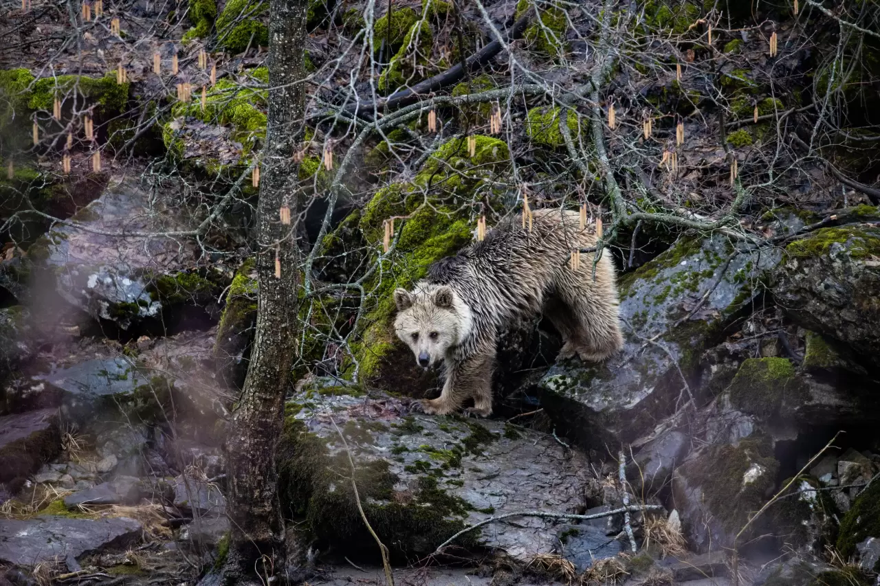 Munzur Vadisi'nde bahar hareketliliği: Yaban keçileri ve bozayılar gözlemlendi! 3