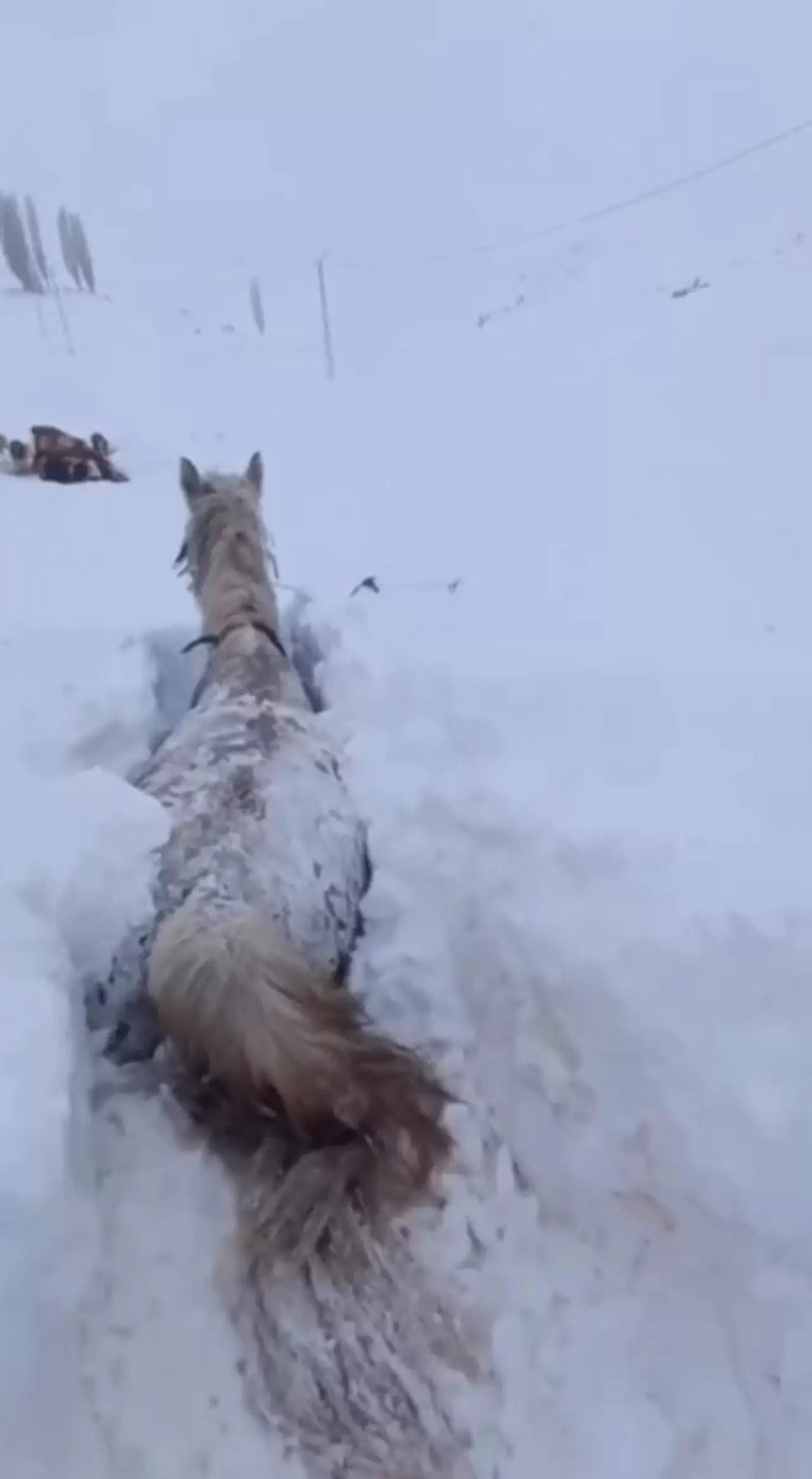 Kars'ta kar felaketi! Bir at karın içinde saplandı 1