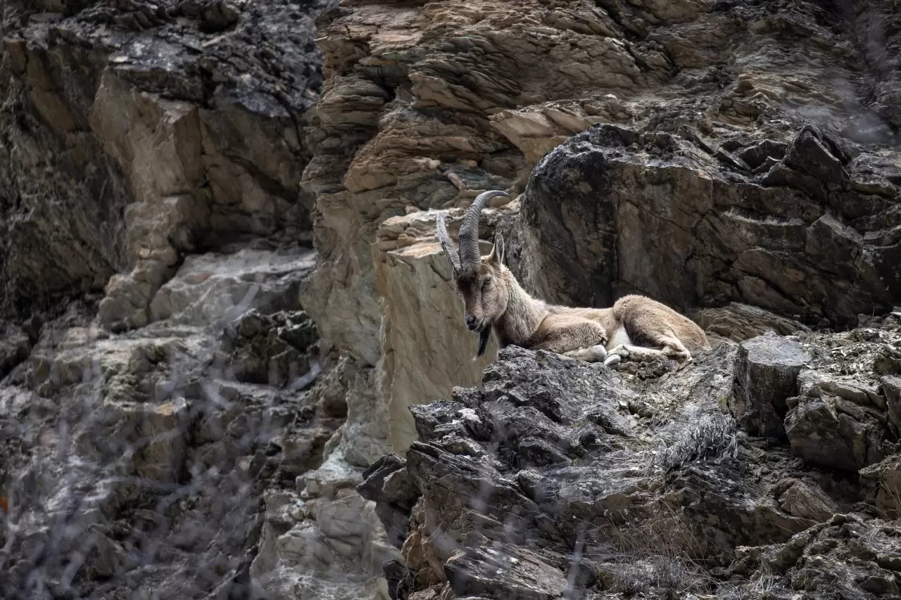 Munzur Vadisi'nde bahar hareketliliği: Yaban keçileri ve bozayılar gözlemlendi! 1