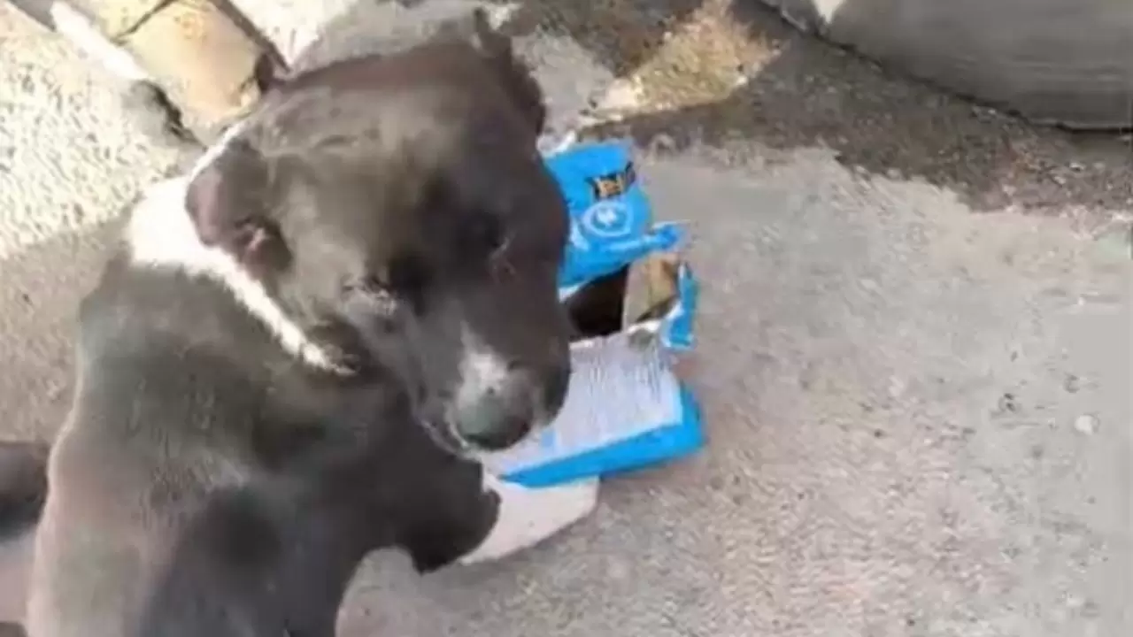 Kafası tenekeye sıkışan köpeğin yardımına koştular 3