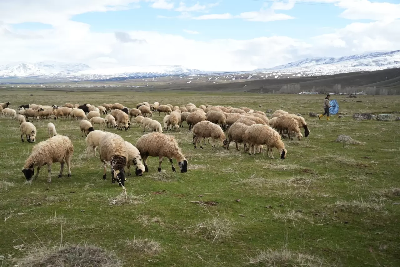 Muş Ovası kuzu sesleriyle şenlendi 3