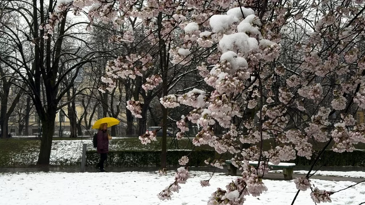 Çiçek açan ağaçlar beyaz örtüyle kaplandı! 6