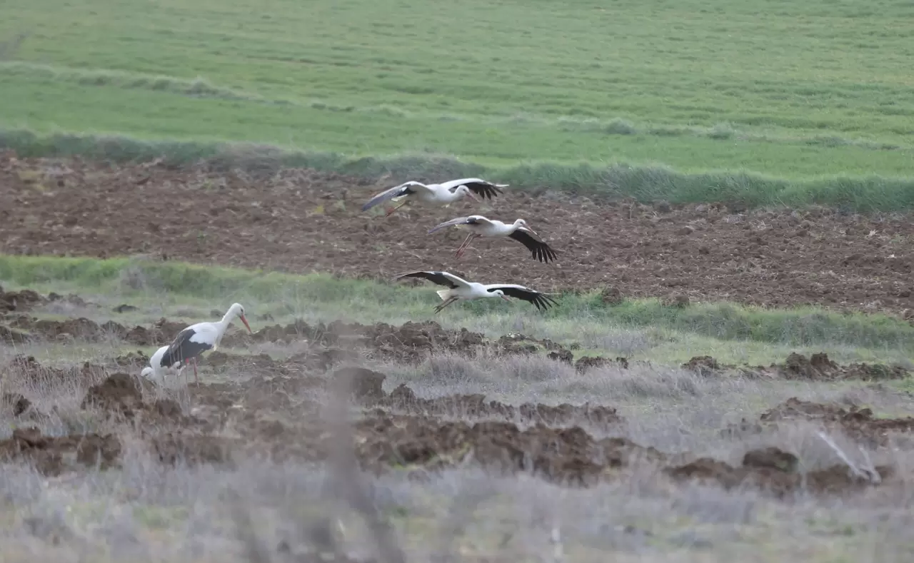 Leyleklerin göçü başladı: Yeni mola rotası Vize! 3