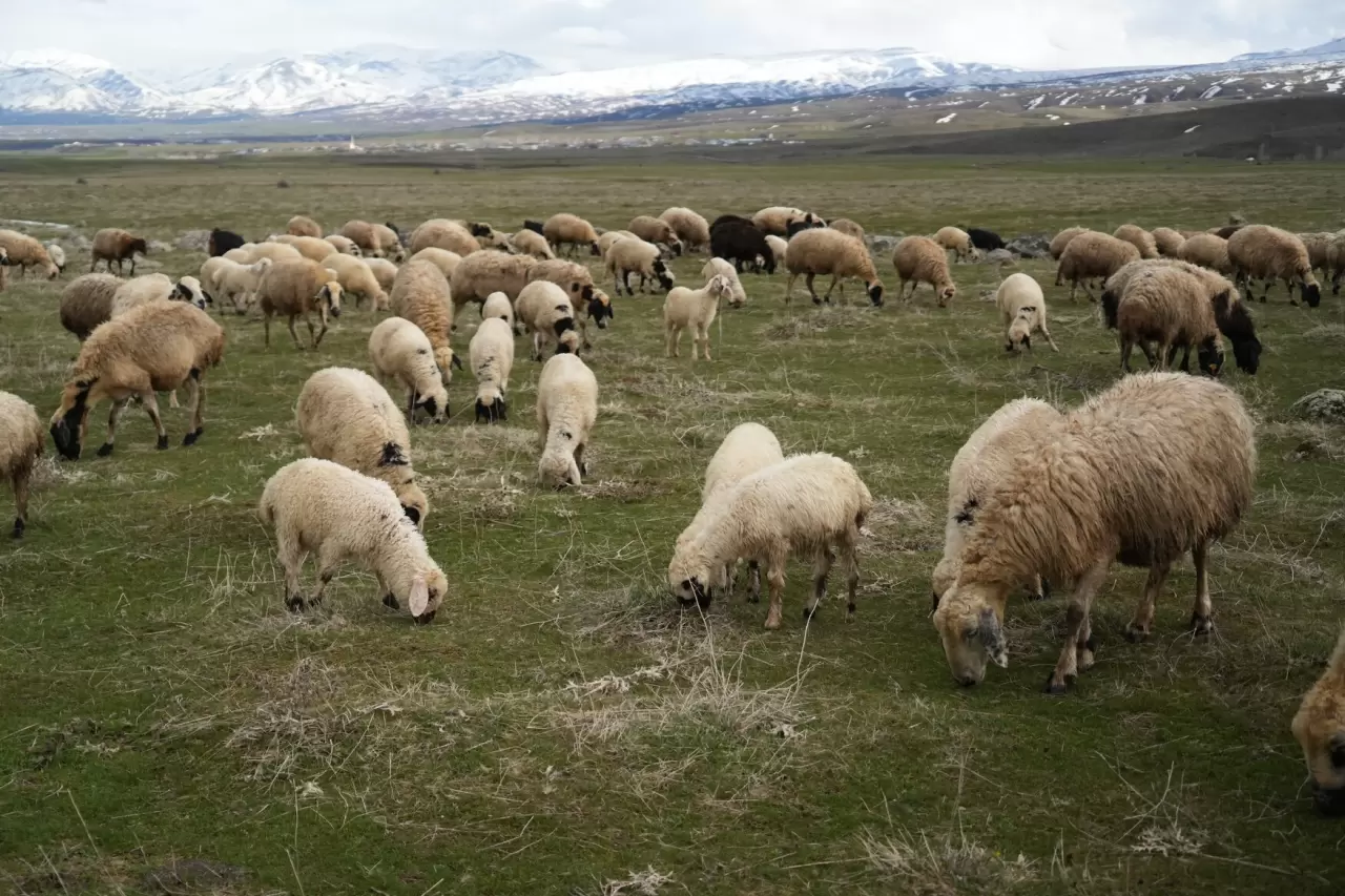 Muş Ovası kuzu sesleriyle şenlendi 4
