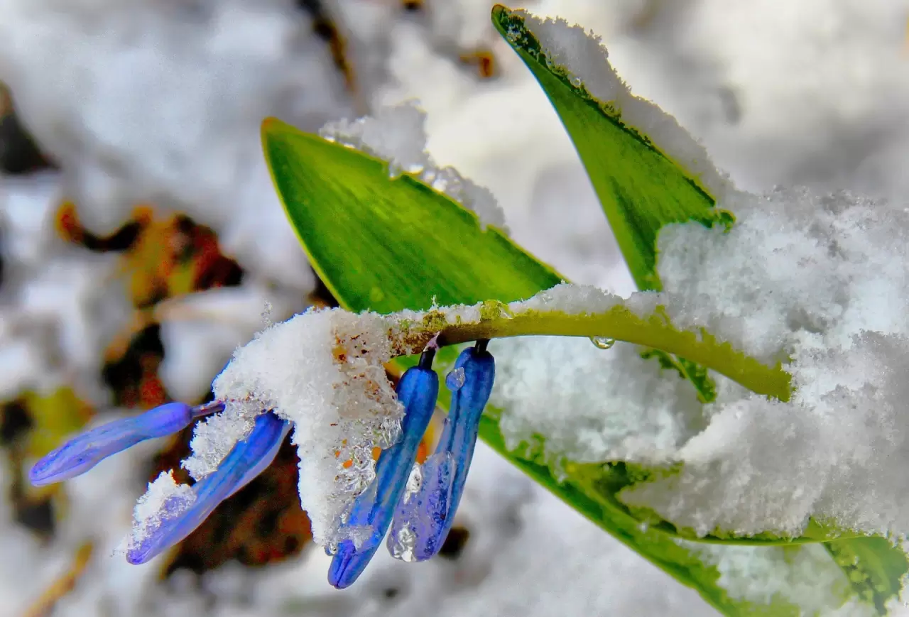 Karların altından çıkan kaya sümbülleri hayran bıraktı 4