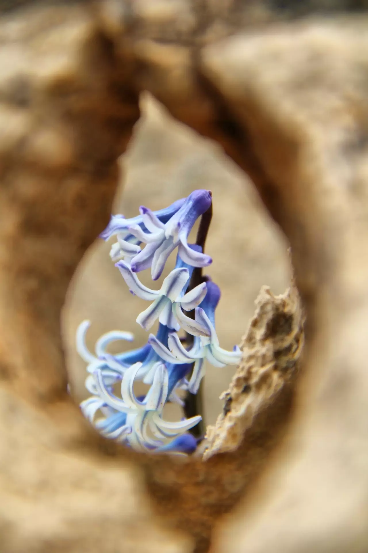 Karların altından çıkan kaya sümbülleri hayran bıraktı 3