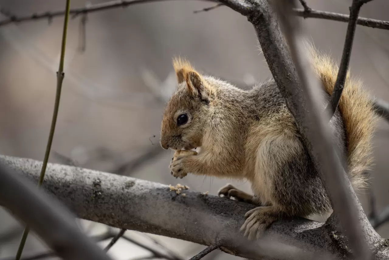 Munzur Vadisi'nde bahar hareketliliği: Yaban keçileri ve bozayılar gözlemlendi! 6