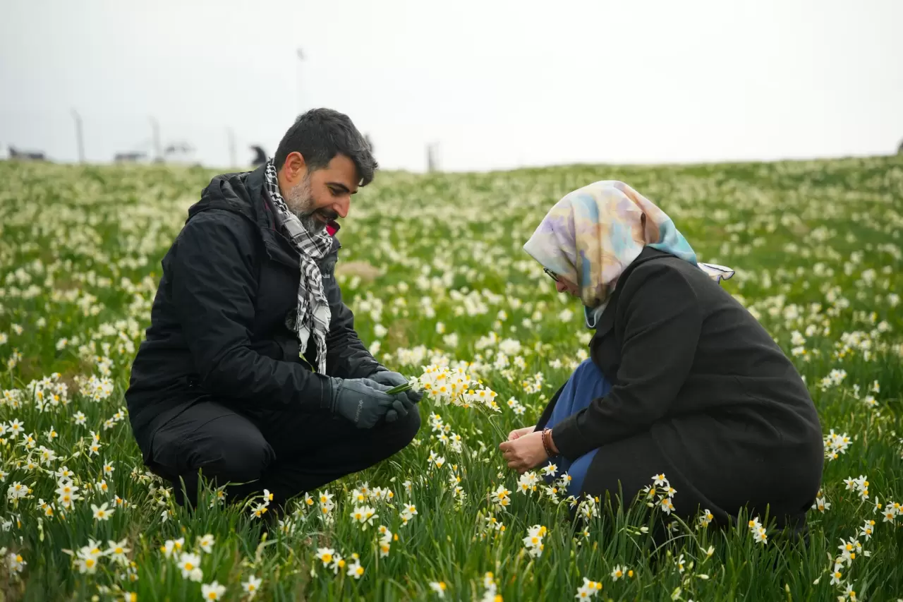 Mart'ta açan nergisler, Üçkaya Köyü'nde ziyaretçi akınına neden oldu 4