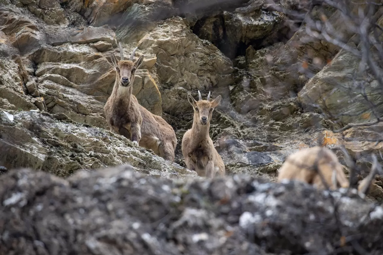 Munzur Vadisi'nde bahar hareketliliği: Yaban keçileri ve bozayılar gözlemlendi! 2