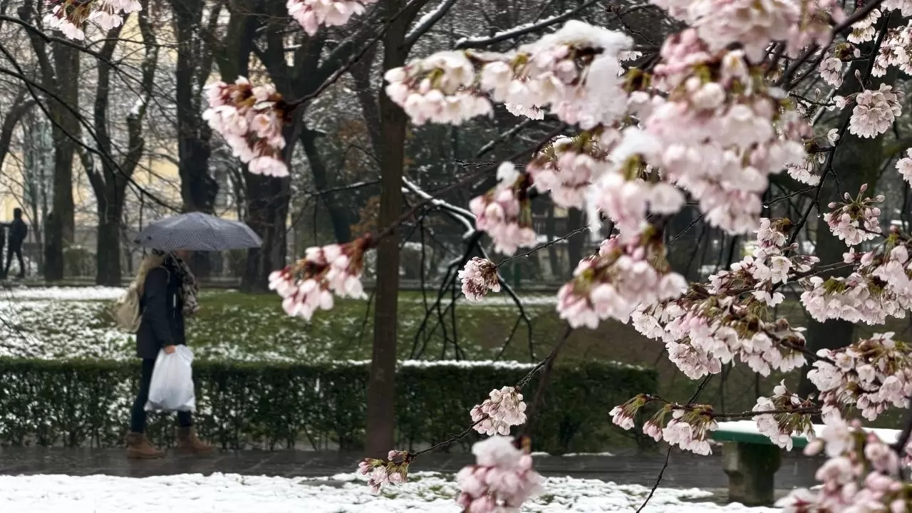 Çiçek açan ağaçlar beyaz örtüyle kaplandı! 5