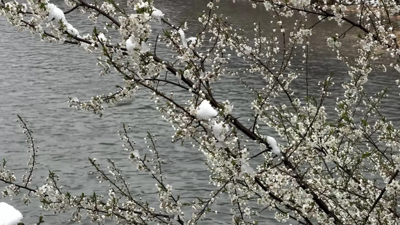 Çiçek açan ağaçlar beyaz örtüyle kaplandı! 8