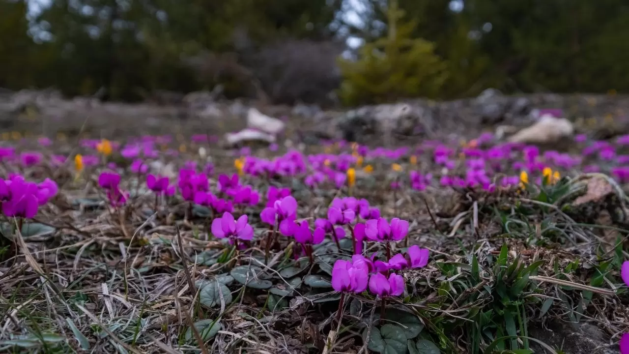 Kır çiçekleri doğayı kartpostala dönüştürdü 6