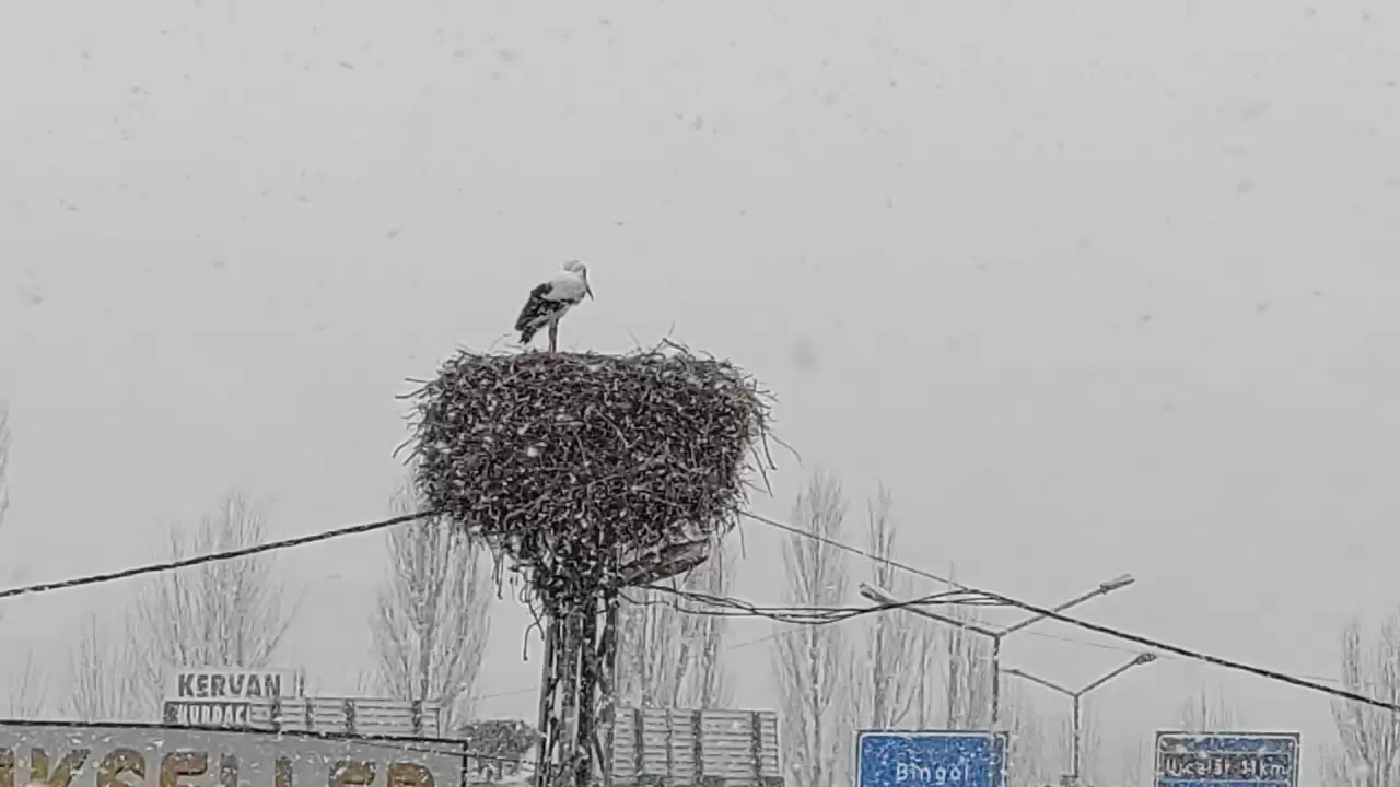 Baharın habercisi leylekler, Bingöl'de kar sürpriziyle karşılaştı! 3