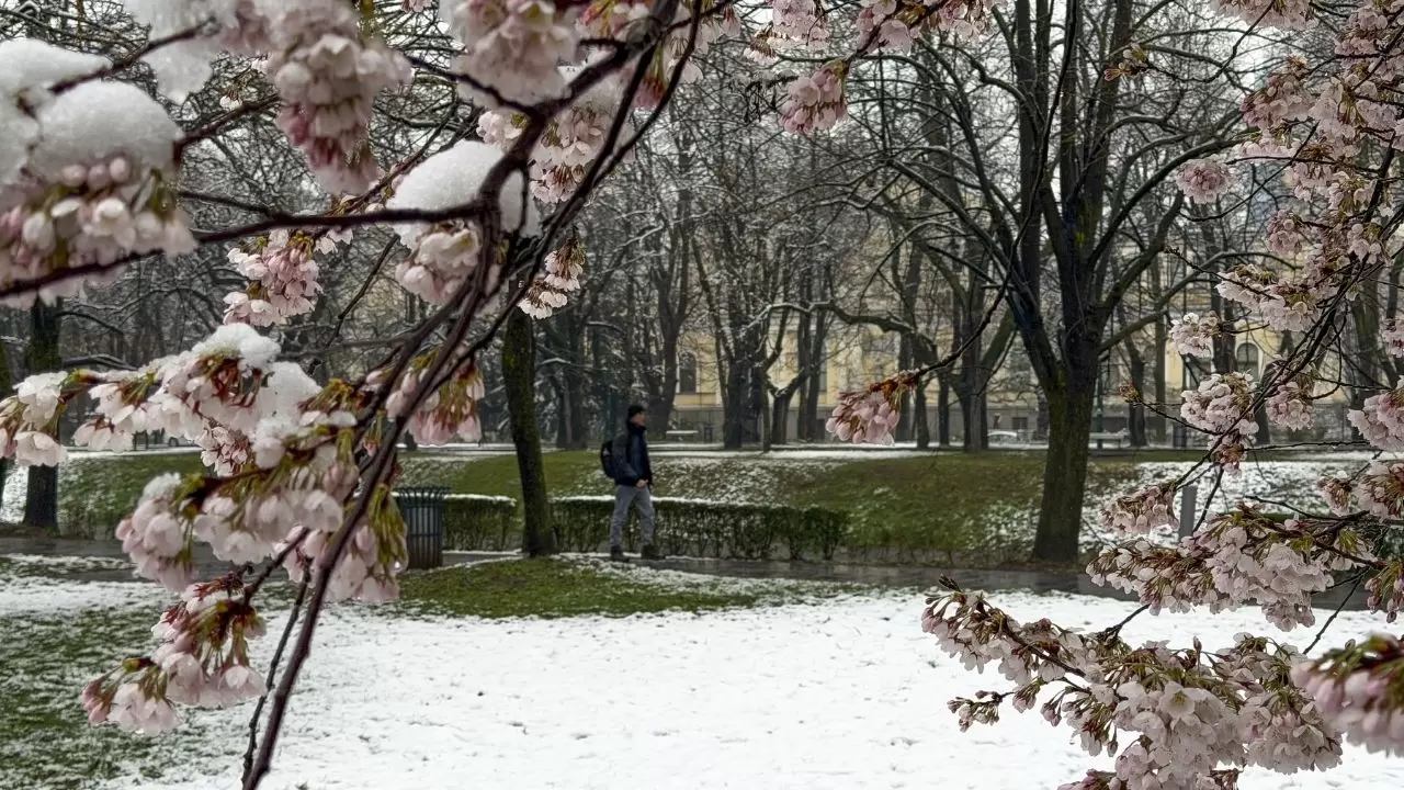 Çiçek açan ağaçlar beyaz örtüyle kaplandı! 1