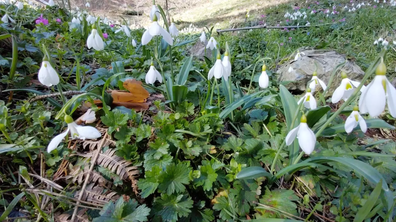 Abant Gölü'nde bahar müjdecisi çiğdem çiçekleri açtı! Doğa uyanıyor 2
