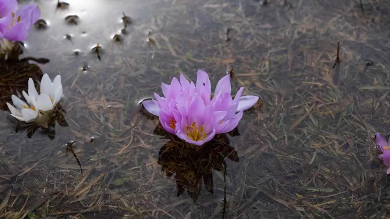Kır çiçekleri doğayı kartpostala dönüştürdü 7