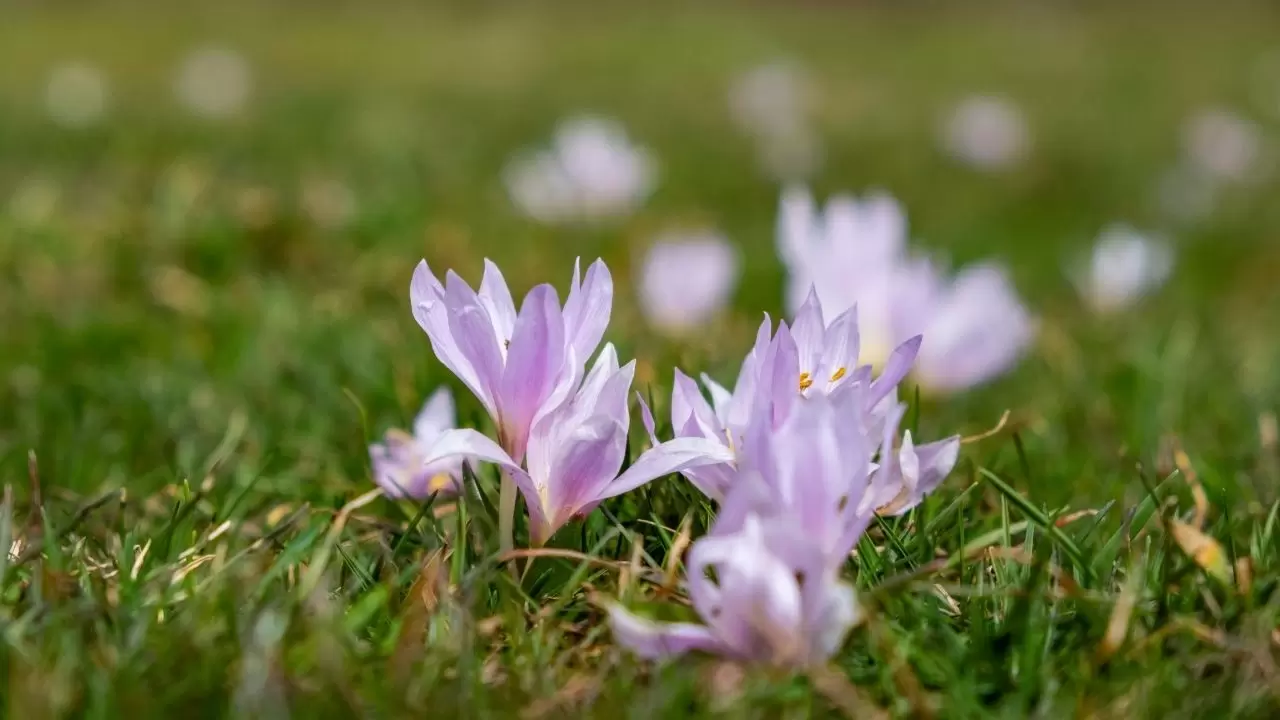 Kır çiçekleri doğayı kartpostala dönüştürdü 5