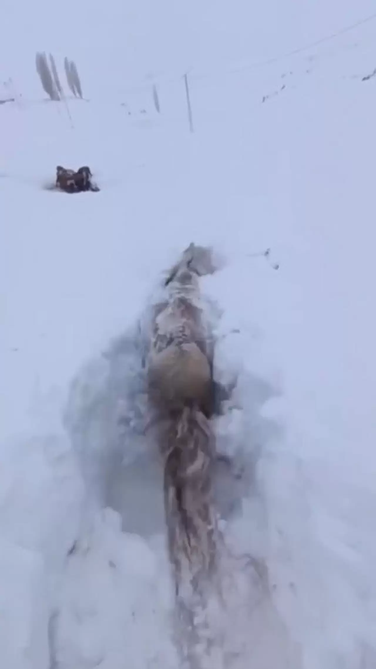 Kars'ta kar felaketi! Bir at karın içinde saplandı 3