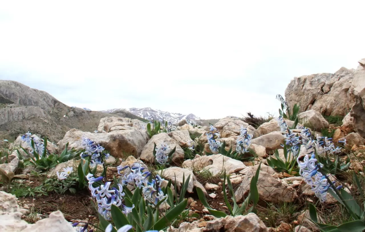 Karların altından çıkan kaya sümbülleri hayran bıraktı 1