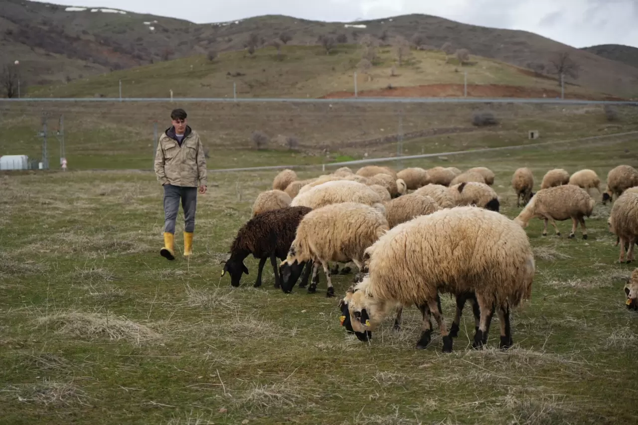 Muş Ovası kuzu sesleriyle şenlendi 7