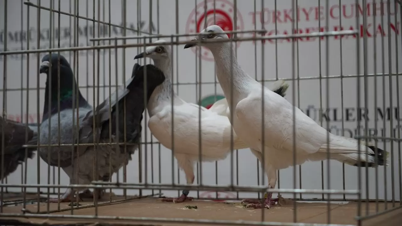 İpsala’da gümrük memurlarını bile şoke eden manzara! 5