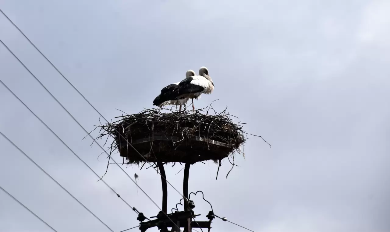 Saraydüzü'nde leylek şöleni: Cuma Ovası'na gelişler başladı 3