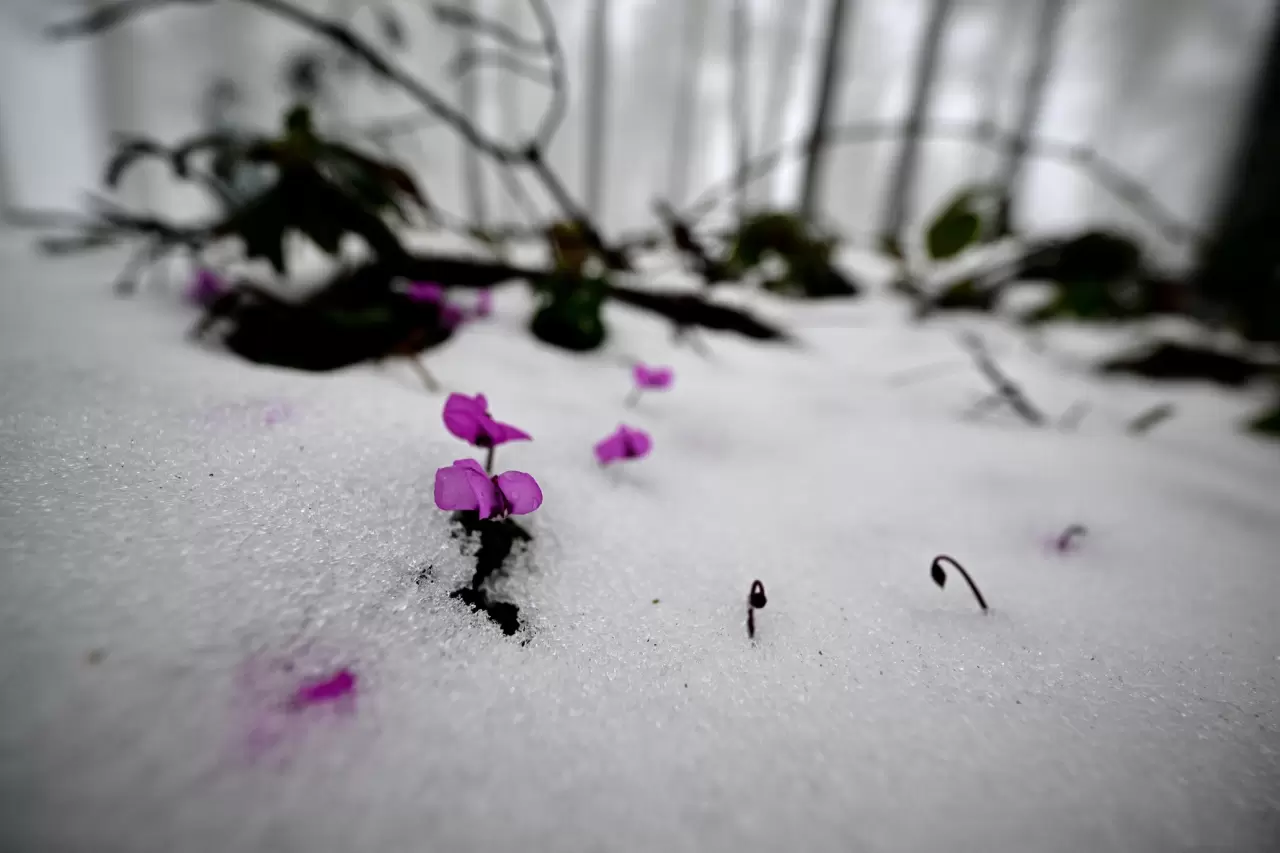 Düzce'de kar yağışı etkisini artırıyor: Yaylalar beyaza büründü! 5