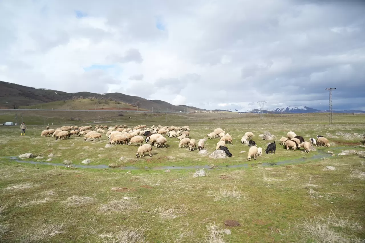 Muş Ovası kuzu sesleriyle şenlendi 6