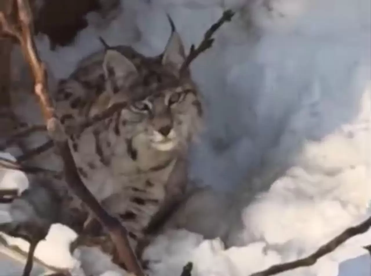 Yüksekova'da yerleşim alanına inen vaşak görüntülendi 4