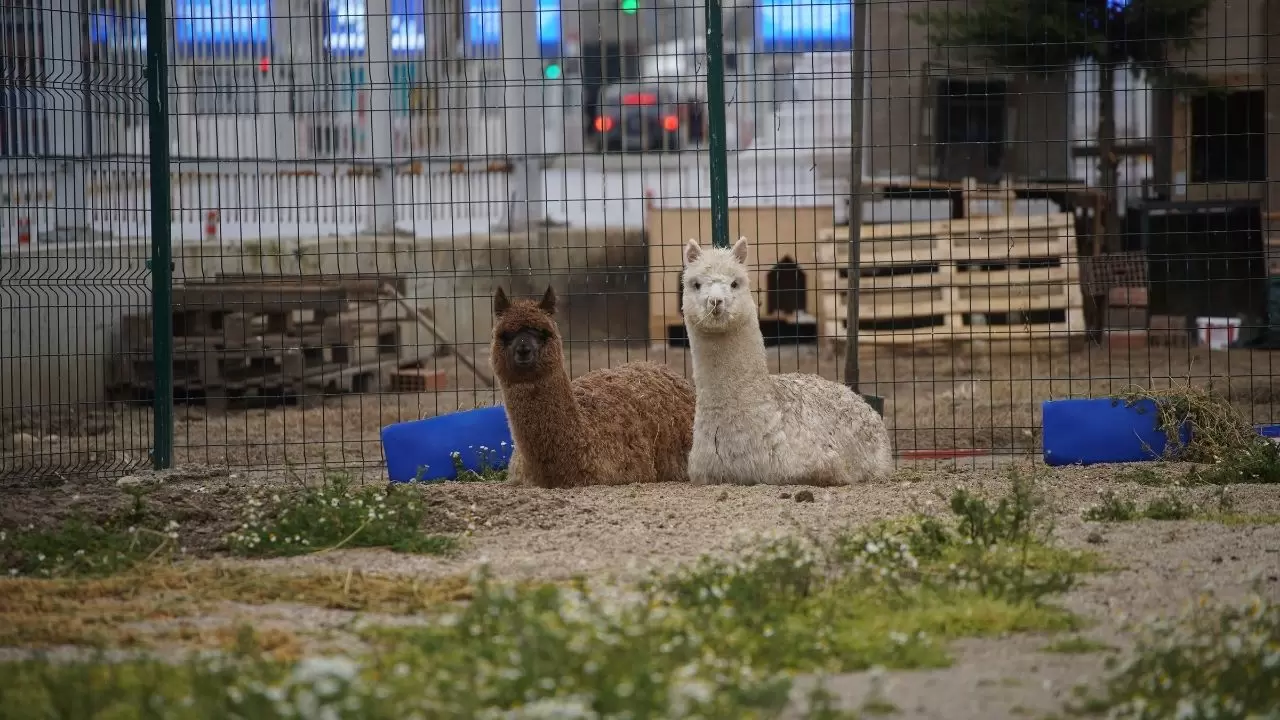 İpsala’da gümrük memurlarını bile şoke eden manzara! 3