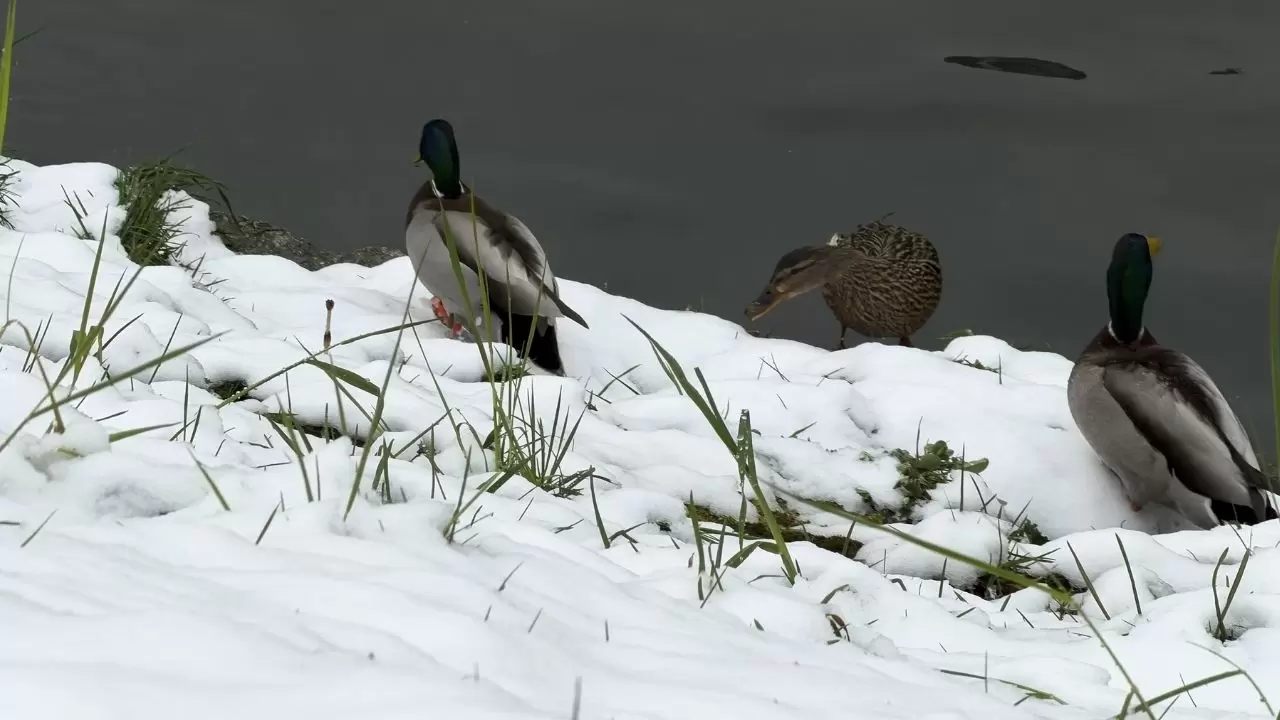 Çiçek açan ağaçlar beyaz örtüyle kaplandı! 11